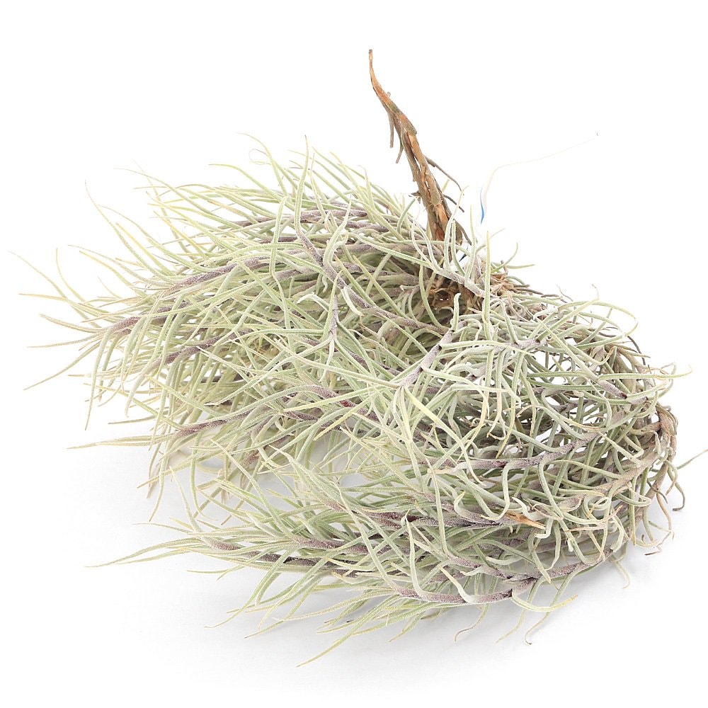 （観葉植物）エアープランツ　チランジア　カピラリス（１株）　ＣＲＣ15―50―10―00―00