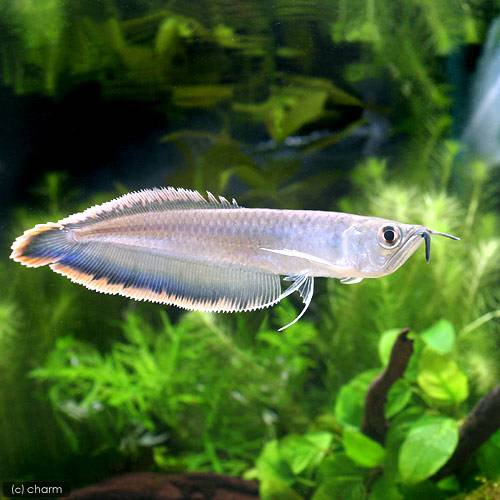 （熱帯魚）ブラックアロワナ　ＬＬサイズ（約３１ー４０ｃｍ）（ワイルド）（１匹）　北海道・九州航空便要保温　ＣＲＣ13―56―10―00―00