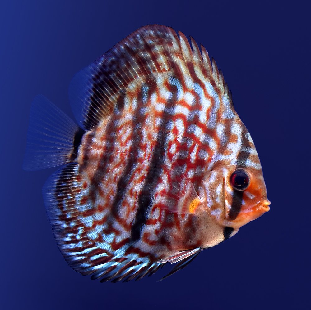 （熱帯魚）ベトナムヘッケル・ディスカス（Ｓサイズ）（１匹）　北海道・九州航空便要保温　ＣＲＣ13―31―10―00―00