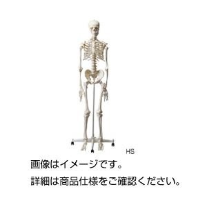 かわいい～！」 人体骨格模型 HS その他 - admin.thinakkural.lk