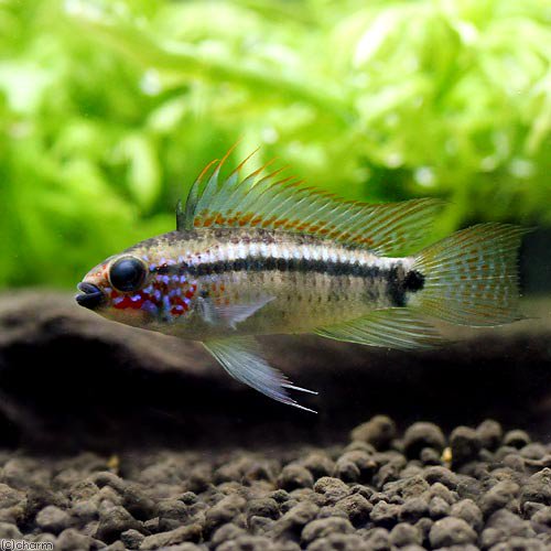 （熱帯魚）アピストグラマｓｐ．ディアマンテ（ワイルド）（１ペア）　北海道・九州航空便要保温　ＣＲＣ13―28―16―00―00