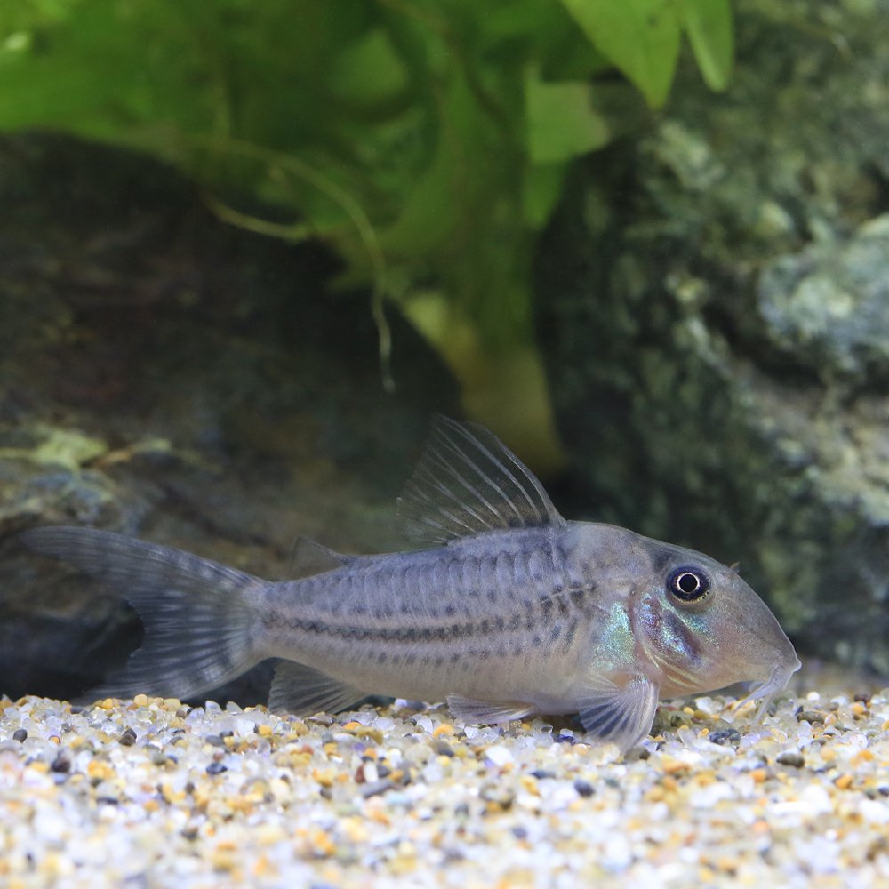 （熱帯魚）コリドラスｓｐ．ＣＷ１６４（ブリード）（１匹）　北海道航空便要保温　ＣＲＣ13―36―60―00―00