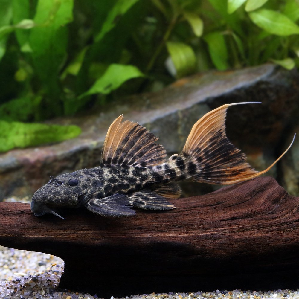 （熱帯魚）タイタニック・トリム　スーパーレッド（ワイルド）（１匹）　北海道航空便要保温　ＣＲＣ13―44―50―00―00 27,322円