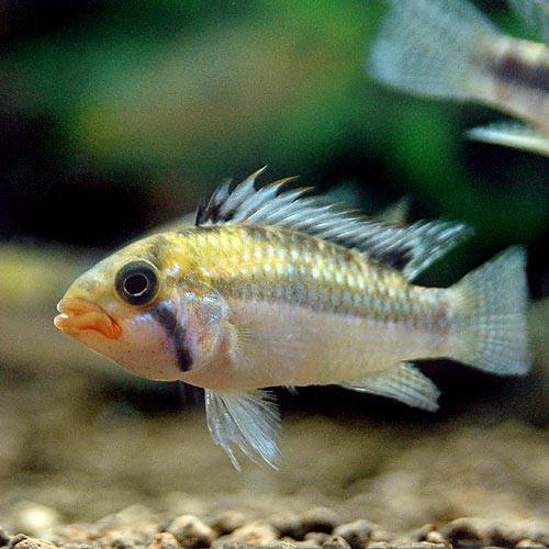 （熱帯魚）アピストグラマ・ノーベルティ（ワイルド）（１ペア）　北海道・九州航空便要保温　ＣＲＣ13―28―16―00―00