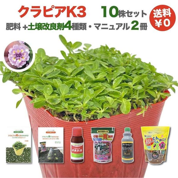 クラピア K3（桃） すくすく土壌改良セット 新品種 10株 ピンク品種 スーパーイワダレソウ改良種