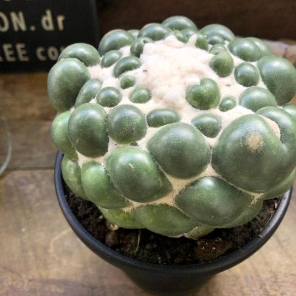 コリファンタ 象牙丸 おしゃれサボテン 立派