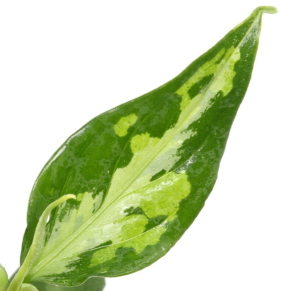 （テラリウム）アグラオネマ　ピクタム　エウレカ（１ポット）　ＣＲＣ12―88―20―00―00