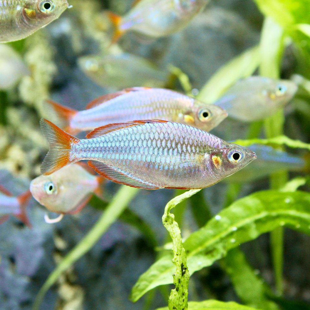 （熱帯魚）ネオンドワーフ・レインボー（３０匹）　北海道・九州航空便要保温　ＣＲＣ13―48―00―00―00