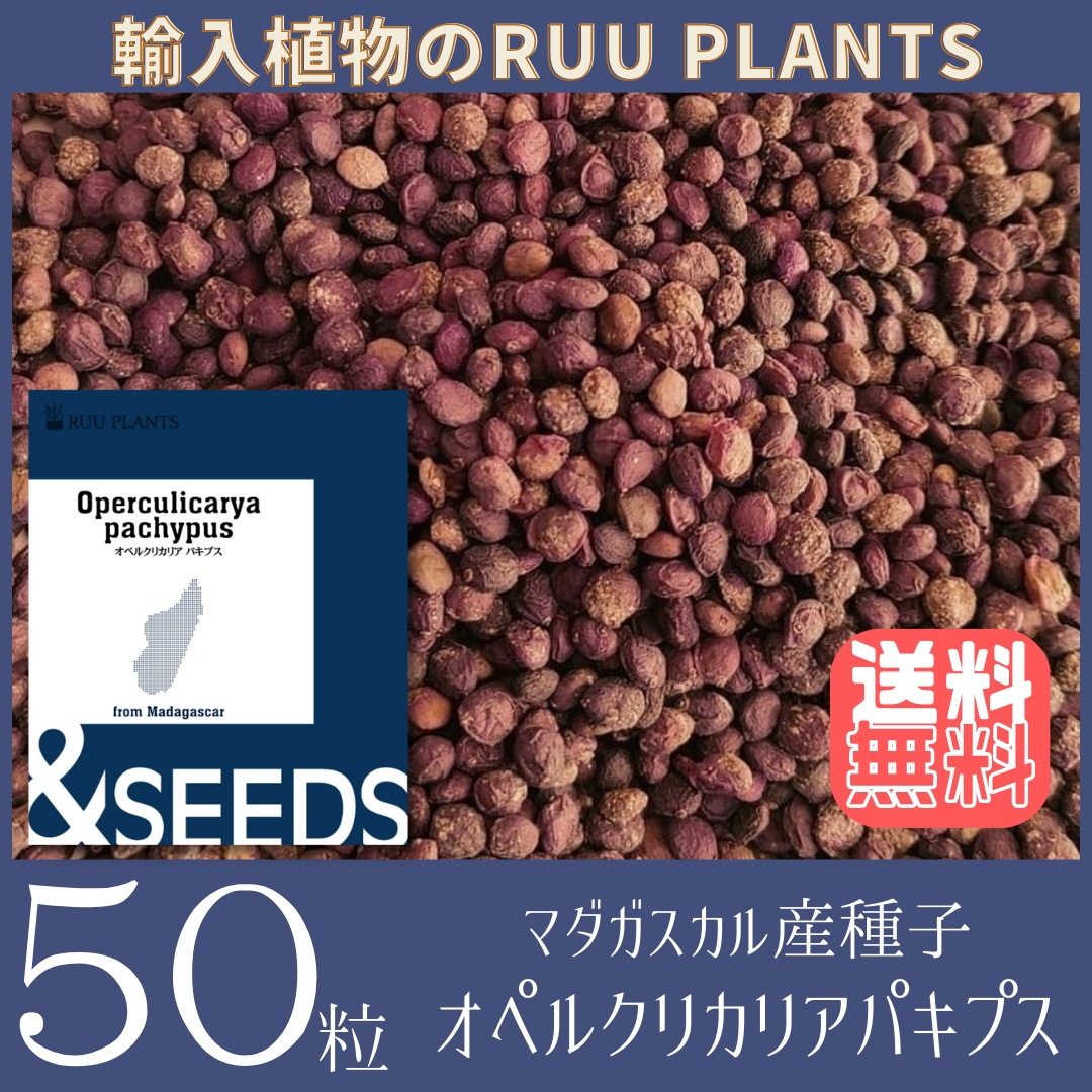 【種子：50粒】オペルクリカリアパキプス Operculicarya pachypus マダガスカル産
