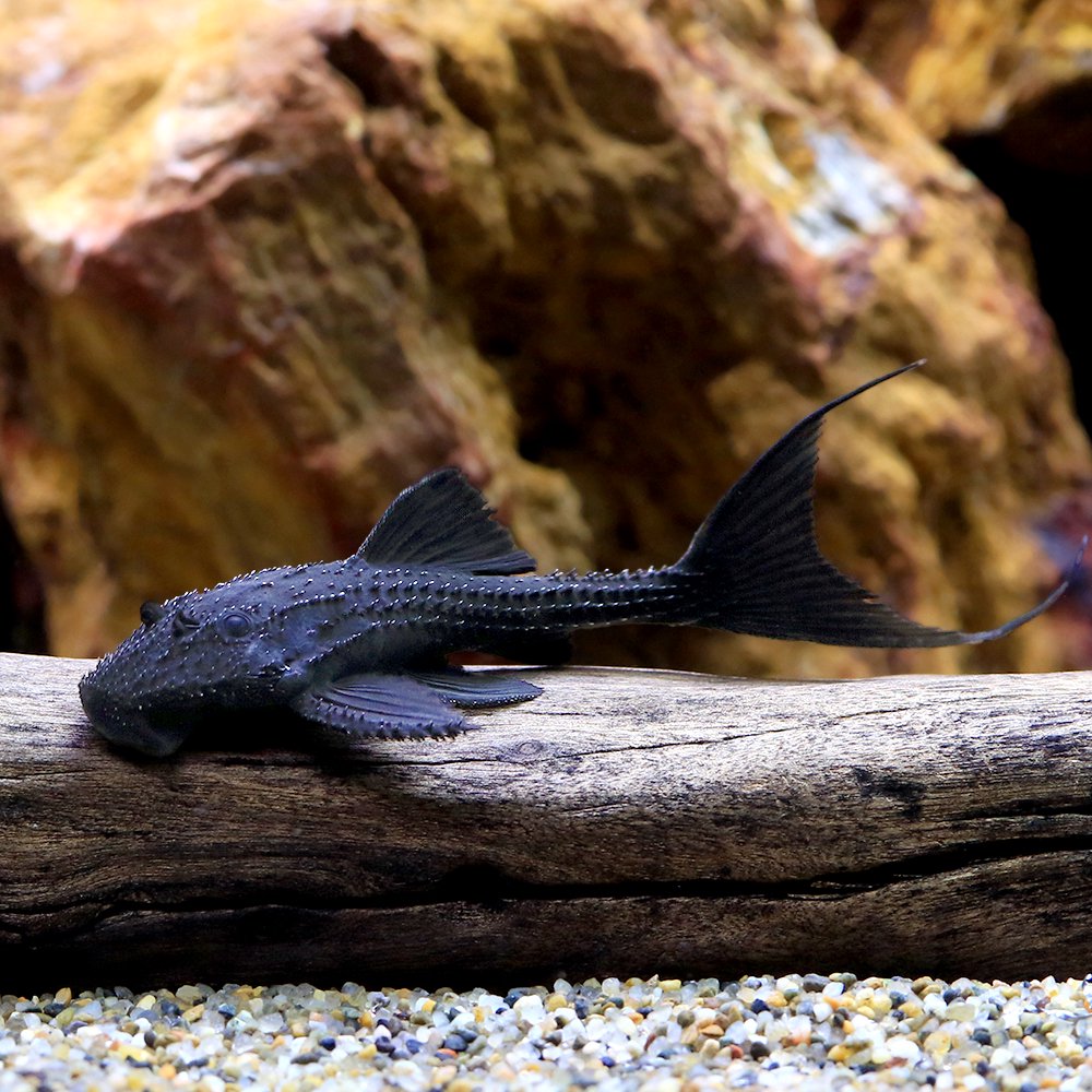 （熱帯魚）ガリバー・プレコ　シングー（ワイルド）（１匹）　北海道航空便要保温　ＣＲＣ13―44―50―00―00