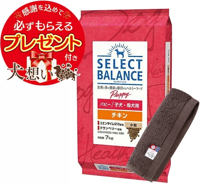 【プレゼント付】セレクトバランス パピー チキン 小粒 子犬母犬用 7kg【犬想いオリジナル今治ハンドタオルセット】【タオルカラー モカ】【正規品】