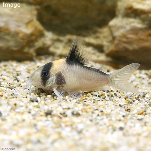 （熱帯魚）コリドラス・ニューアドルフォイ（ワイルド）（１匹）　北海道航空便要保温　ＣＲＣ13―36―20―00―00 5,104円