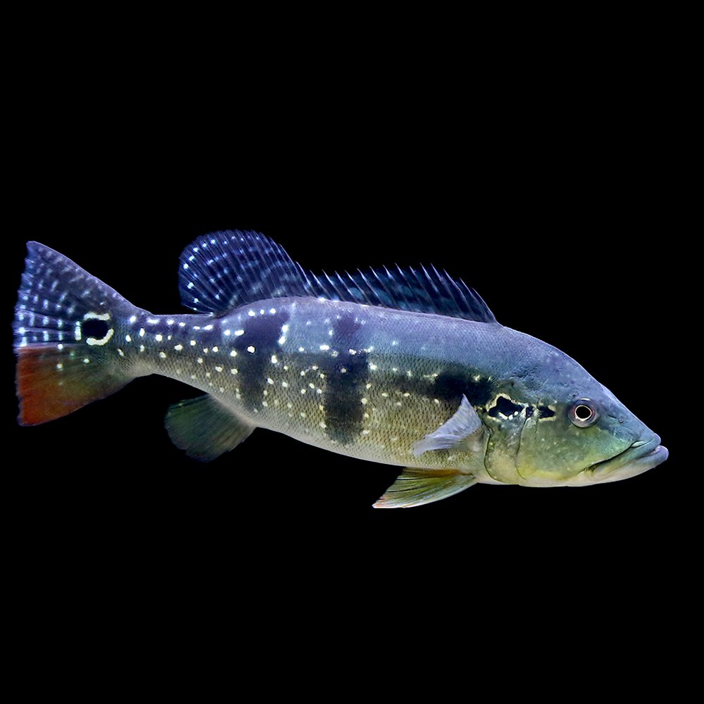 （熱帯魚）キクラ　ピニマ　Ｌサイズ（約３０ー３５ｃｍ）（ブリード）（１匹）　北海道・九州航空便要保温　ＣＲＣ13―28―22―20―00