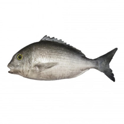 日本職人が作る 食品サンプル 黒鯛(片面)ブロー IP-259