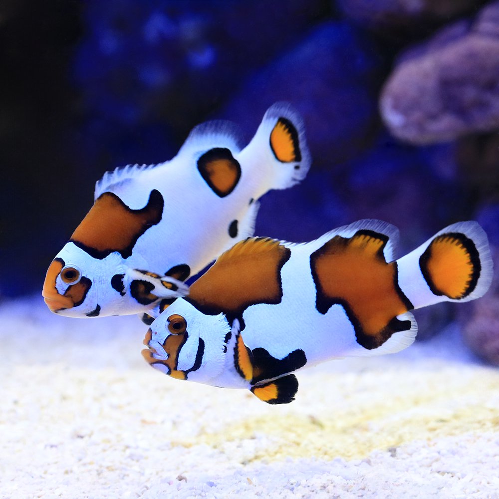 （海水魚）ピカソストームクラウン　ペアリングチャレンジセット（ブリード）（１セット）　北海道・九州航空便要保温　ＣＲＣ26―30―16―20―00
