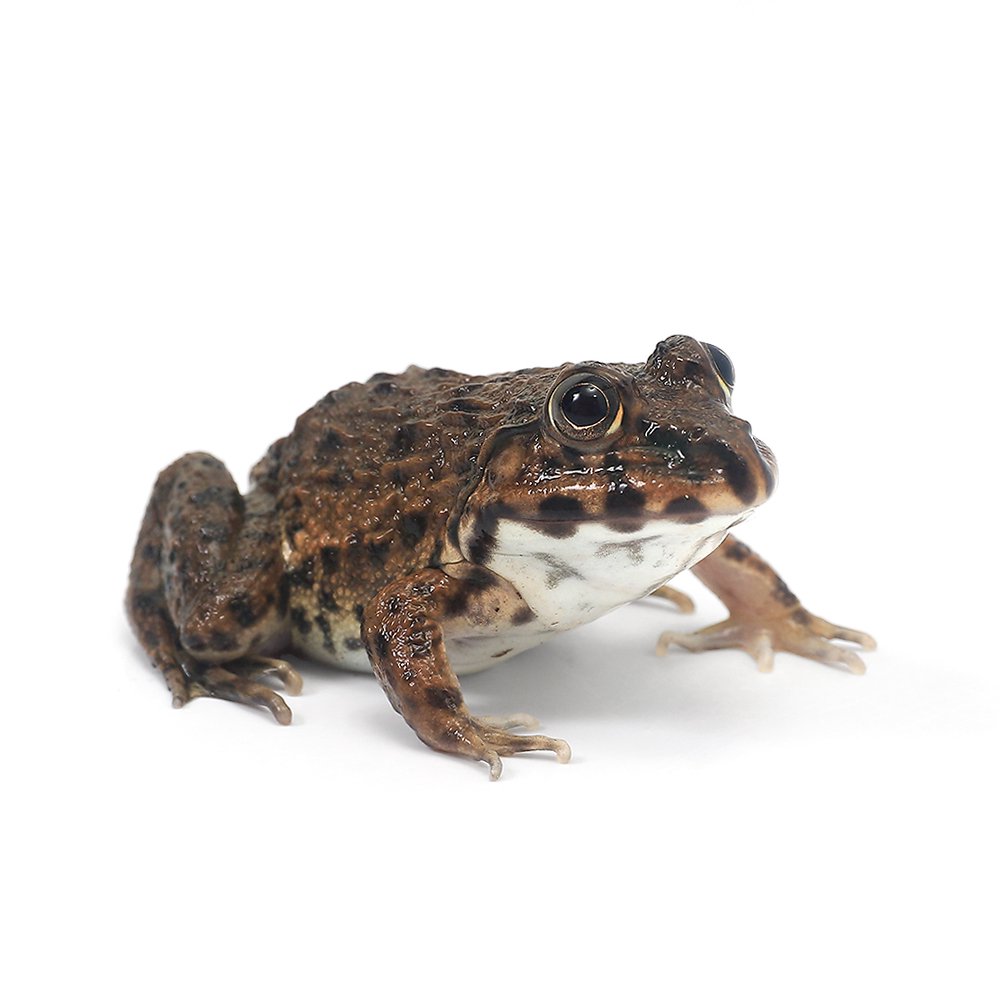 （両生類）ババトラフガエル　Sサイズ（１匹）　ＣＲＣ17―05―35―40―00