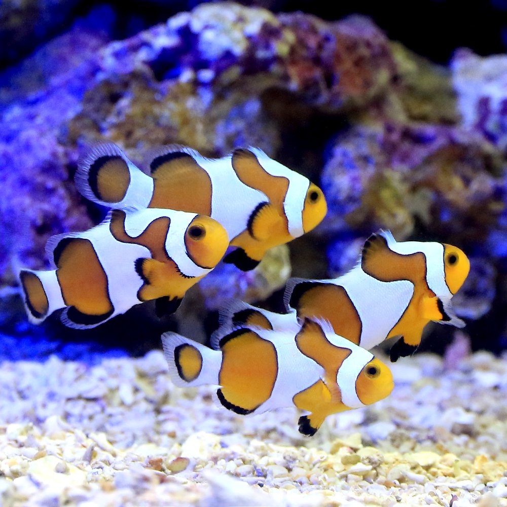 （海水魚）クラウンオセラリス（ブリード）（１匹）　ＣＲＣ26―30―16―10―00