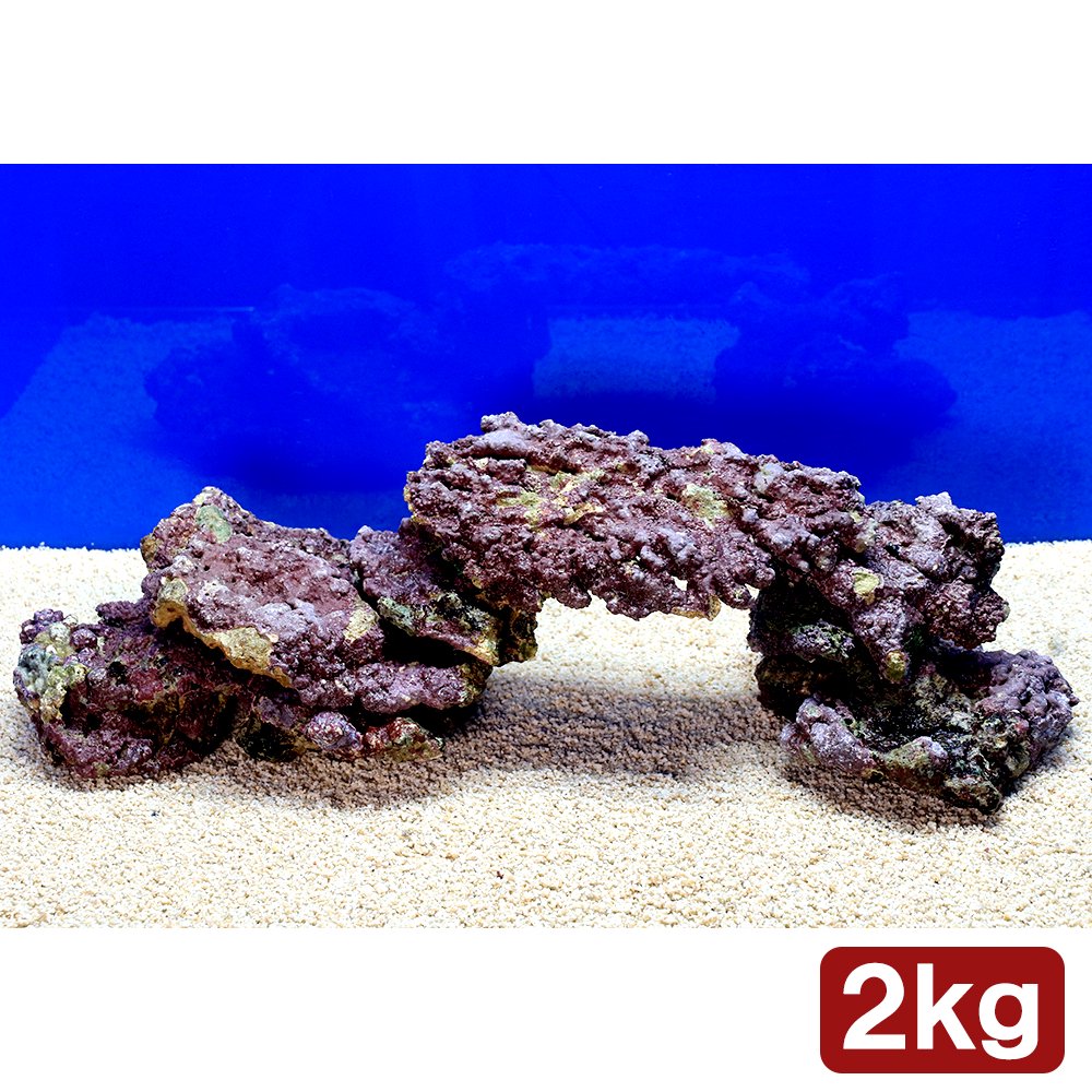 （海水魚）ライブロック　プレート状　サイズミックス（２ｋｇ）　北海道・九州航空便要保温　ＣＲＣ26―55―20―30―00