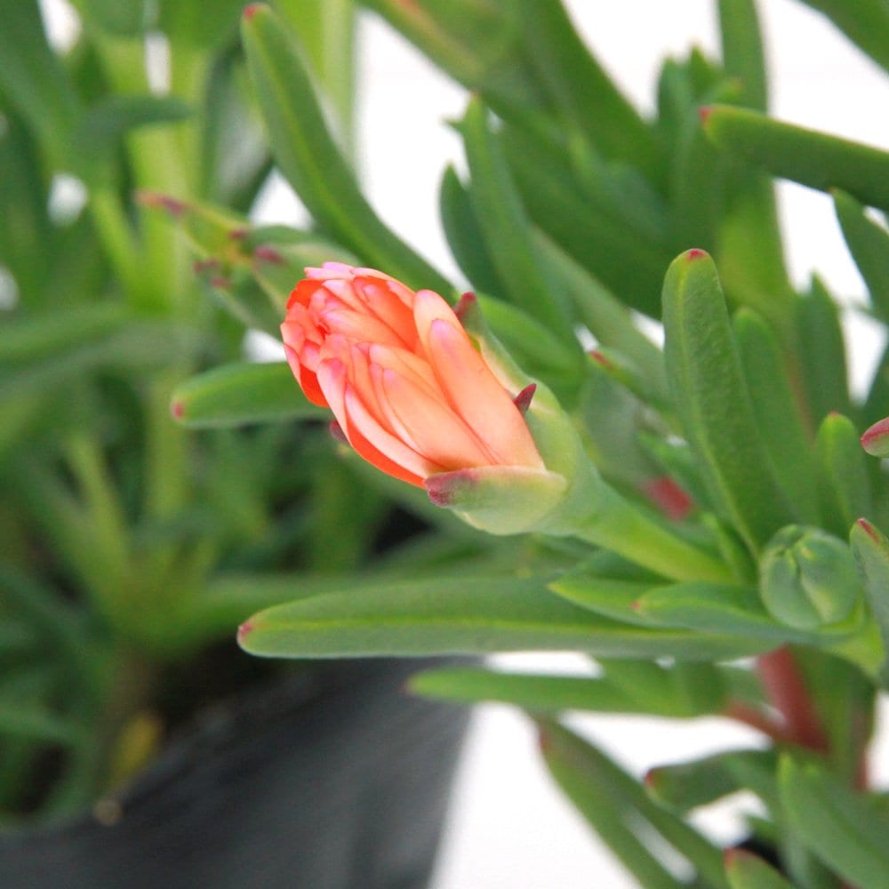 （観葉植物）マツバギク　オレンジ　３号（１０ポットセット）（休眠状態）　ＣＲＣ15―55―30―00―00