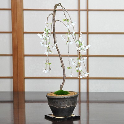 盆栽 富士しだれ桜 ミニ盆栽 花 記念樹 鉢植え シンボルツリー 日本庭園 おしゃれ 誕生日 退職 お祝い ギフト プレゼント