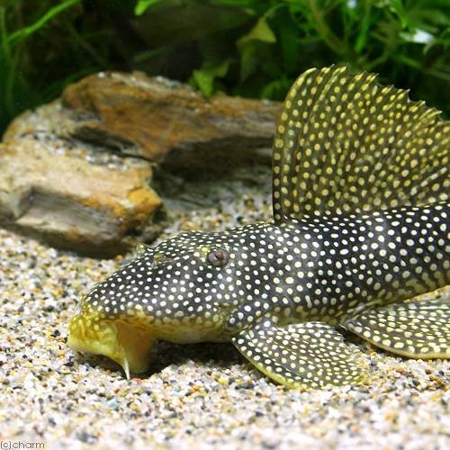 （熱帯魚）フラッシュゴールデン・マグナムプレコ　Ｌサイズ（ワイルド）（１匹）　北海道・九州航空便要保温　ＣＲＣ13―44―50―00―00