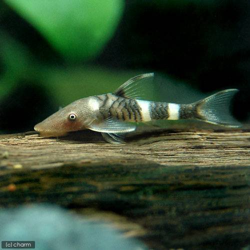 （熱帯魚）ボルケーノオトシン（３匹）　北海道・九州航空便要保温　ＣＲＣ13―40―10―00―00