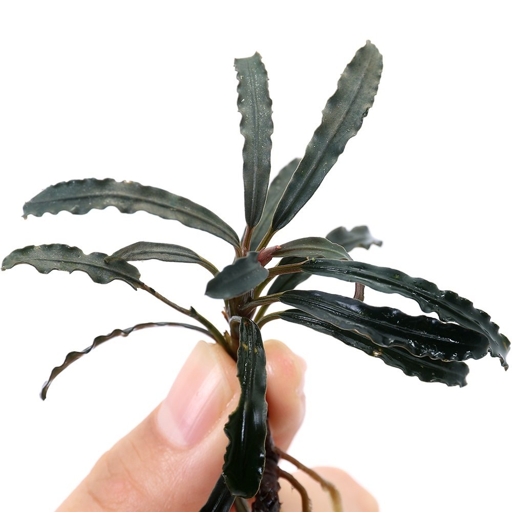 （水草）ブセファランドラｓｐ．レッドシュート（水上葉）（１株）　北海道・九州航空便要保温　ＣＲＣ12―71―20―00―00