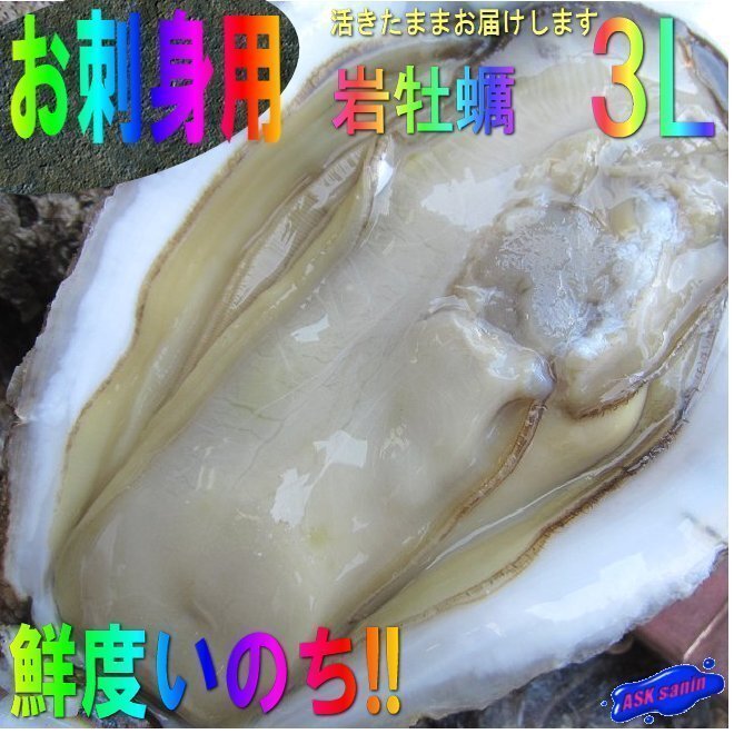 生食用「岩牡蠣3L-12個で6kg」-最大級- 活きたままお届けします!! 8,250円