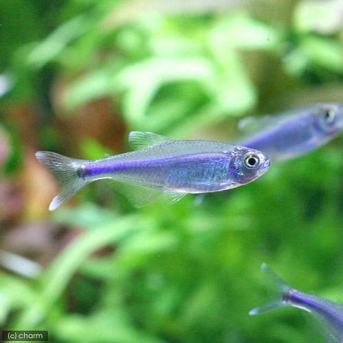 （熱帯魚）ブルー・テトラ（３０匹）　北海道・九州航空便要保温　ＣＲＣ13―20―10―40―00