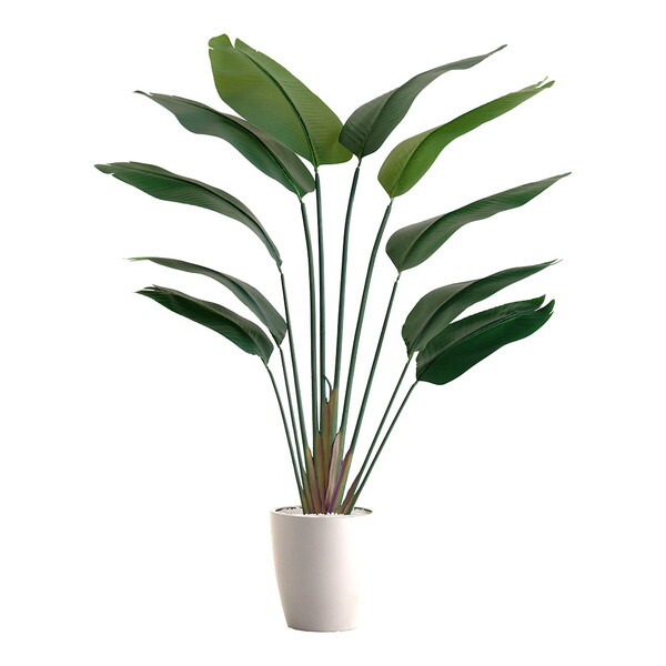 ホームテイスト SH-06-STR-M お手入れ簡単フェイクグリーン ストレリチア Mサイズ(150cm) アイボリー メーカー直送