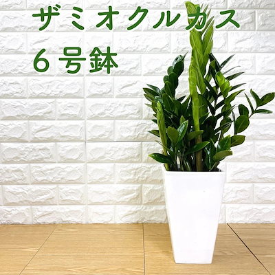 観葉植物 ザミオクルカス ザミーフォリア 6号鉢 シ...のサムネイル