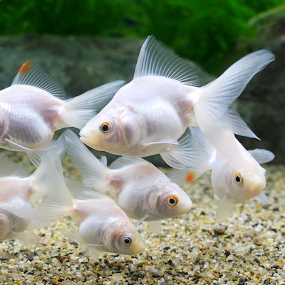 Qoo10] （金魚）白琉金（中国産）（1匹） CRC : 熱帯魚