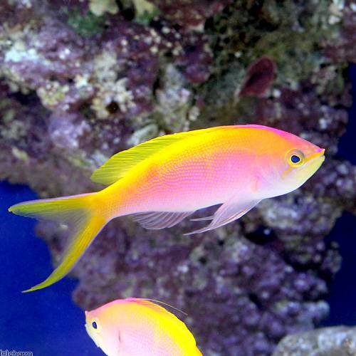 （海水魚）クリスマス産　バートレットアンティアス　オス（１匹）　北海道・九州航空便要保温　ＣＲＣ26―30―20―00―00