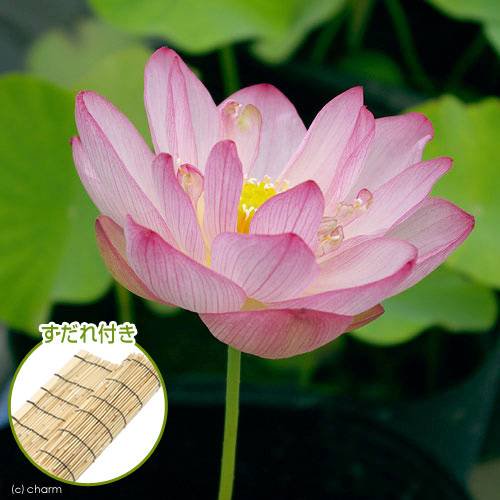 （ビオトープ）蓮　ハス（ピンク）　招福蓮（ショウフクレン）（１ポット）　すだれ付き　ＣＲＣ15―10―30―20―20