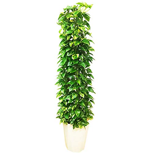 ポトス タワー仕立て 観葉植物 10号 大鉢 観葉植物 インテリア 大型 オシャレ 大きい 尺鉢 タワー 大サイズ 本物