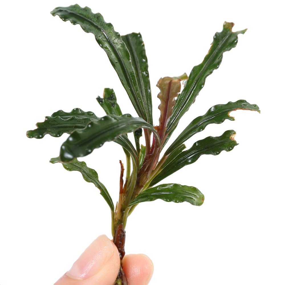 （水草）ブセファランドラｓｐ．ロングステム（水上葉）（１株）　ＣＲＣ12―71―30―00―00