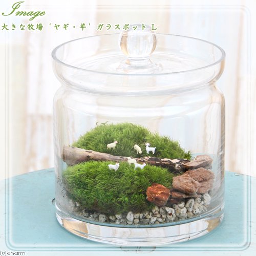（観葉植物）苔テラリウム　大きな牧場　ヤギ・羊　ガラスポットＬ　説明書付　コケテラリウム　苔テラ　コケテラ　苔　インテリア　ＣＲＣ15―70―40―00―00 4,747円