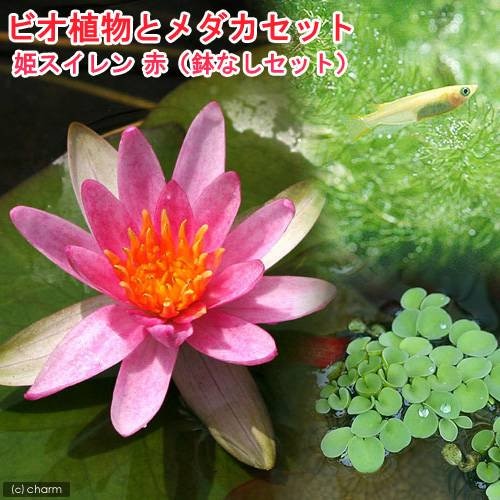 （ビオトープ）（めだか）ビオ植物とメダカセット　姫睡蓮（ヒメスイレン）　赤　鉢なしセット本州四国限定　ＣＲＣ15―10―14―00―00