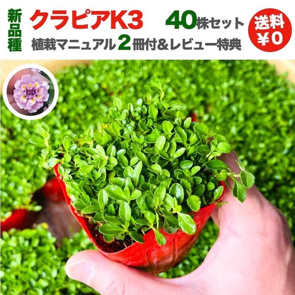 クラピア K3 (桃) 新品種 9cmポット苗 40鉢セット グランドカバー 完全植栽マニュアル付き