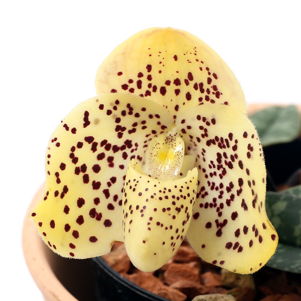 （観葉植物）洋ラン　パフィオぺディルム　ウェンシャネンセ　３．５ー４号（１鉢）　ＣＲＣ15―63―35―00―00