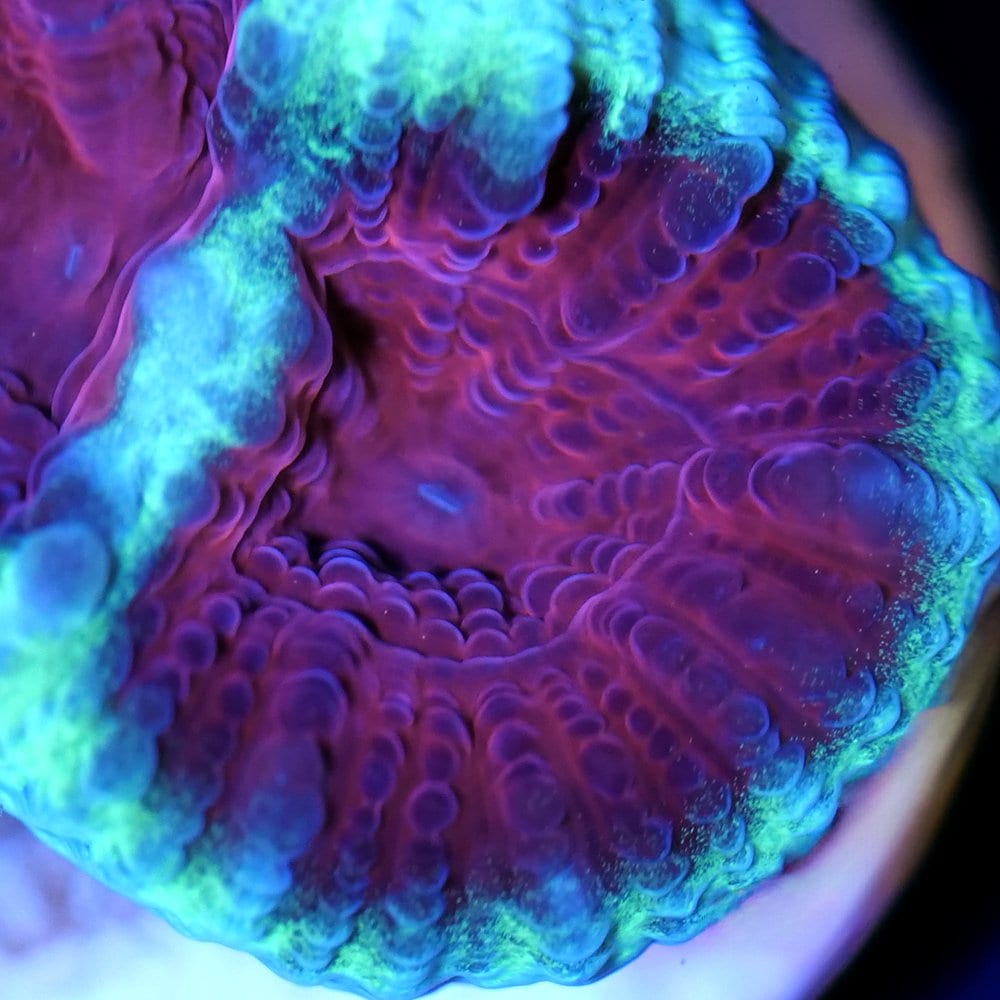 （サンゴ）フラグサンゴ　オーストラリア産　スボミキクメイシ　ポリカプラグ付き（１個）ｙｌ‐０３　ＣＲＣ26―50―80―00―00