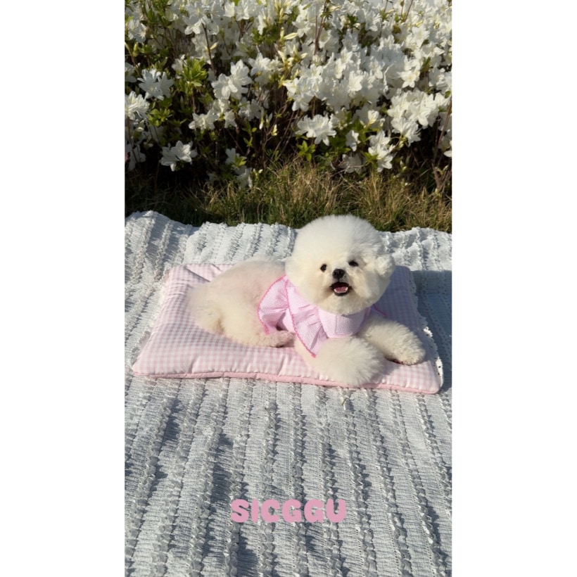 ピンクアイスクッション