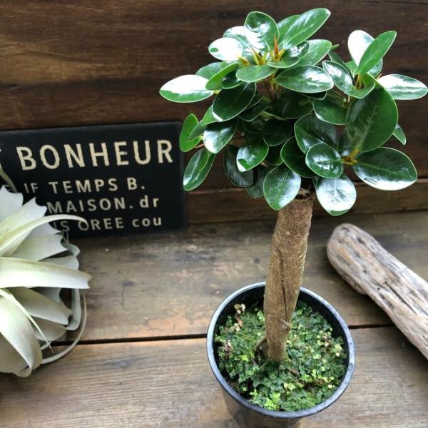 木立のパンダガジュマル　即完売　観葉植物　インテリア