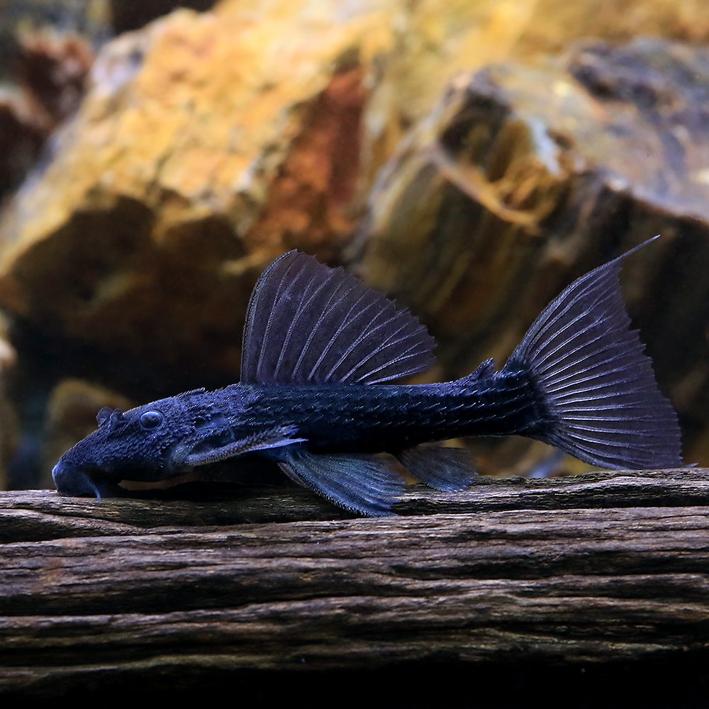 （熱帯魚）ジャリブラック・トリム　Ｓサイズ（ワイルド）（１匹）　北海道・九州航空便要保温　ＣＲＣ13―44―50―00―00
