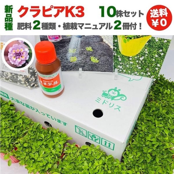 クラピア K3（桃） 新品種 10株 ピンク品種 スーパーイワダレソウ改良種