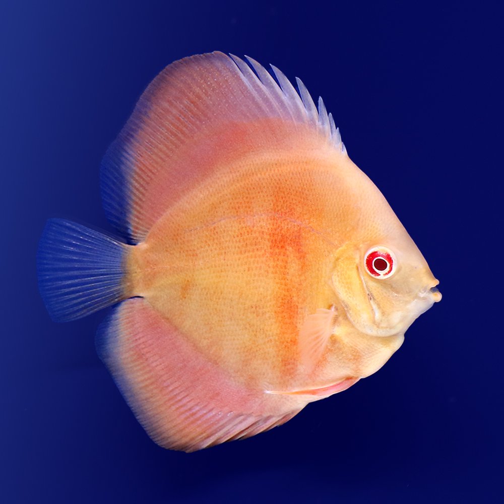 （熱帯魚）アルビノサンメラー・ディスカス（Ｓサイズ）（１匹）　北海道・九州航空便要保温　ＣＲＣ13―31―10―00―00
