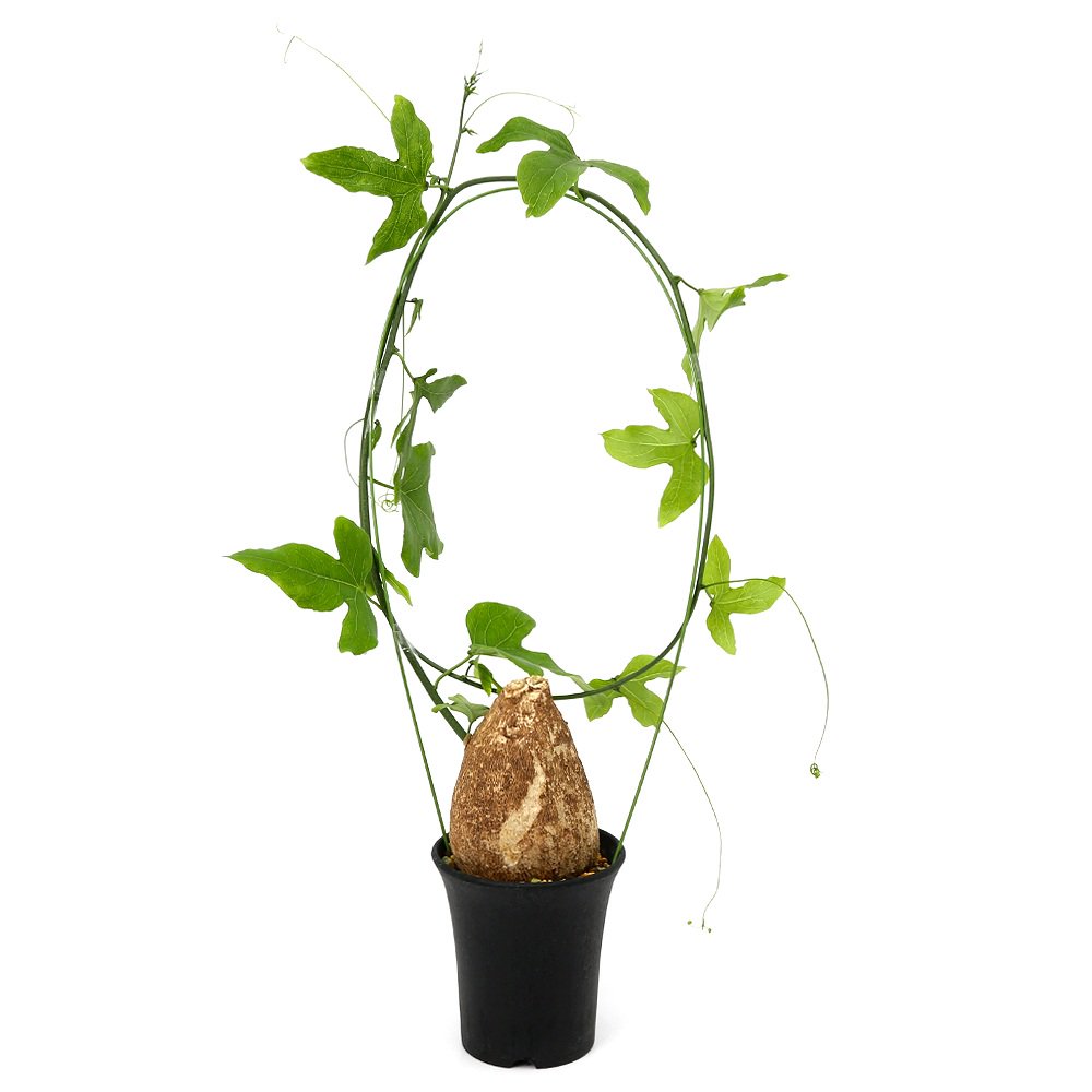（多肉植物）アデニア　ビリディフローラ　３．５号（１鉢）　コーデックス　ＣＲＣ15―60―75―00―00
