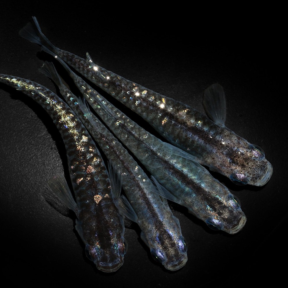 （めだか）黒幹之カガミ鱗メダカ（１０匹）　ＣＲＣ60―20―22―30―10