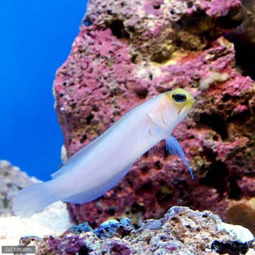 （海水魚）パーリージョーフィッシュ　Ｓサイズ（１匹）　北海道・九州航空便要保温　ＣＲＣ26―30―44―00―00