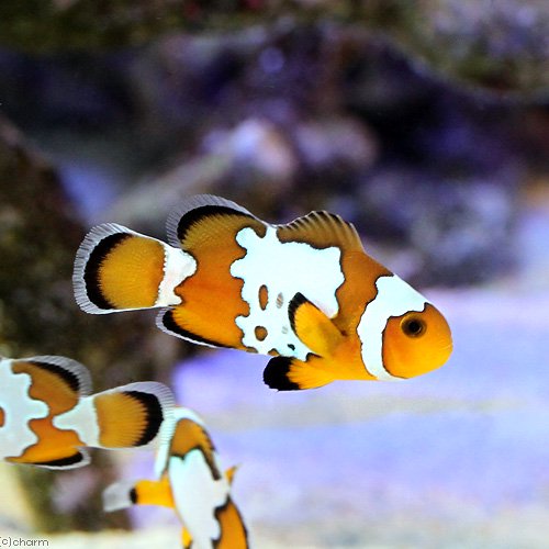 （海水魚）スノーフレークオセラリス（ブリード）（１匹）　北海道・九州航空便要保温　ＣＲＣ26―30―16―10―00